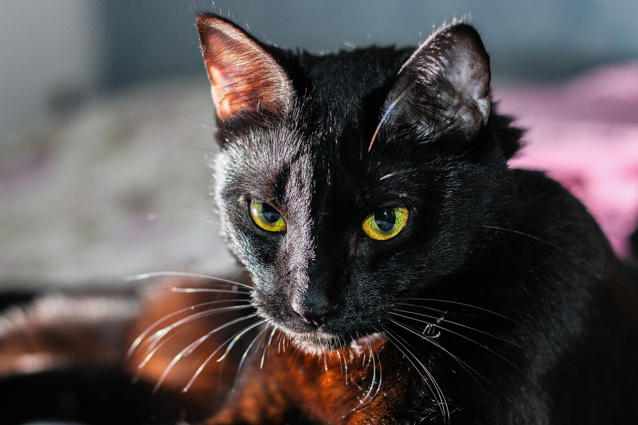 The Unique Features of the Russian Blue